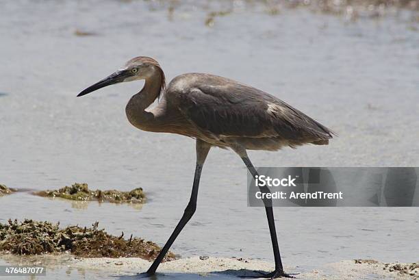 Photo libre de droit de Aigrette Rousse banque d'images et plus d'images libres de droit de Aigrette - Aigrette, Aigrette rousse, Eau