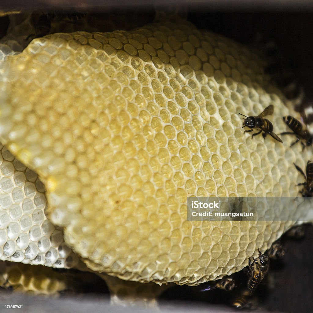 Panal - Foto de stock de Abeja libre de derechos