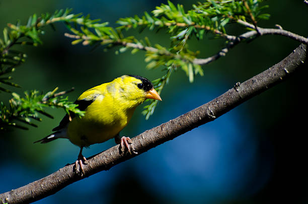 pintassilgo americano situada bem em um ramo - american goldfinch branch perching finch imagens e fotografias de stock