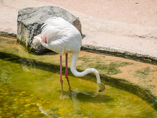 istock White flamingo bird 476487822