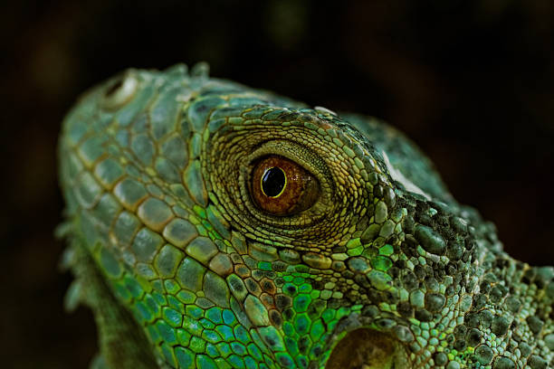 istock portrait about a green iguana 476487907