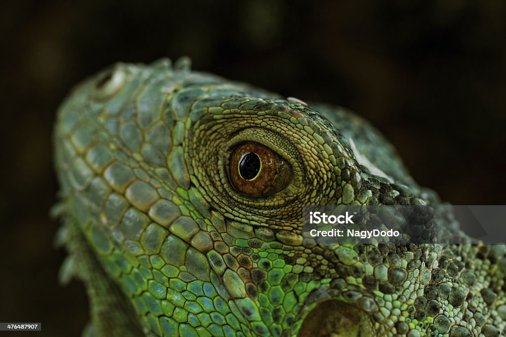 Retrato de um green iguana - Foto de stock de Animal royalty-free