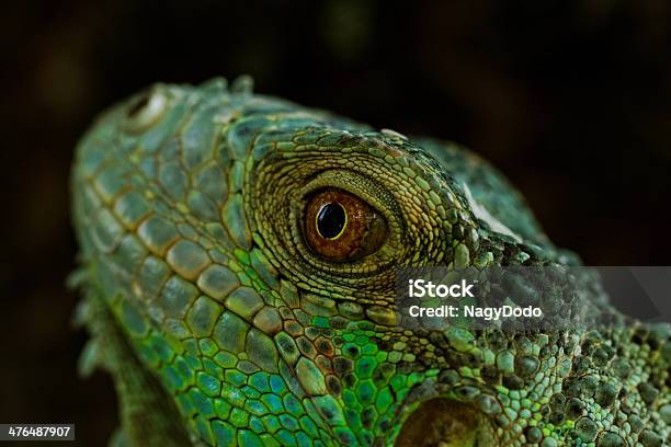 Foto de Retrato De Um Green Iguana e mais fotos de stock de Animal - Animal, Animal de estimação, Boca Animal