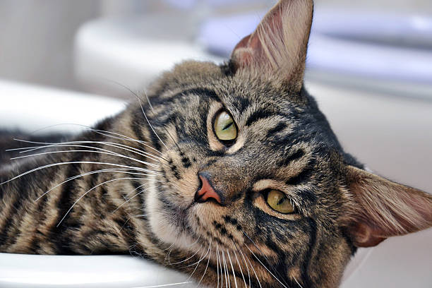 istock Close up of a Tabby Cat 476488153