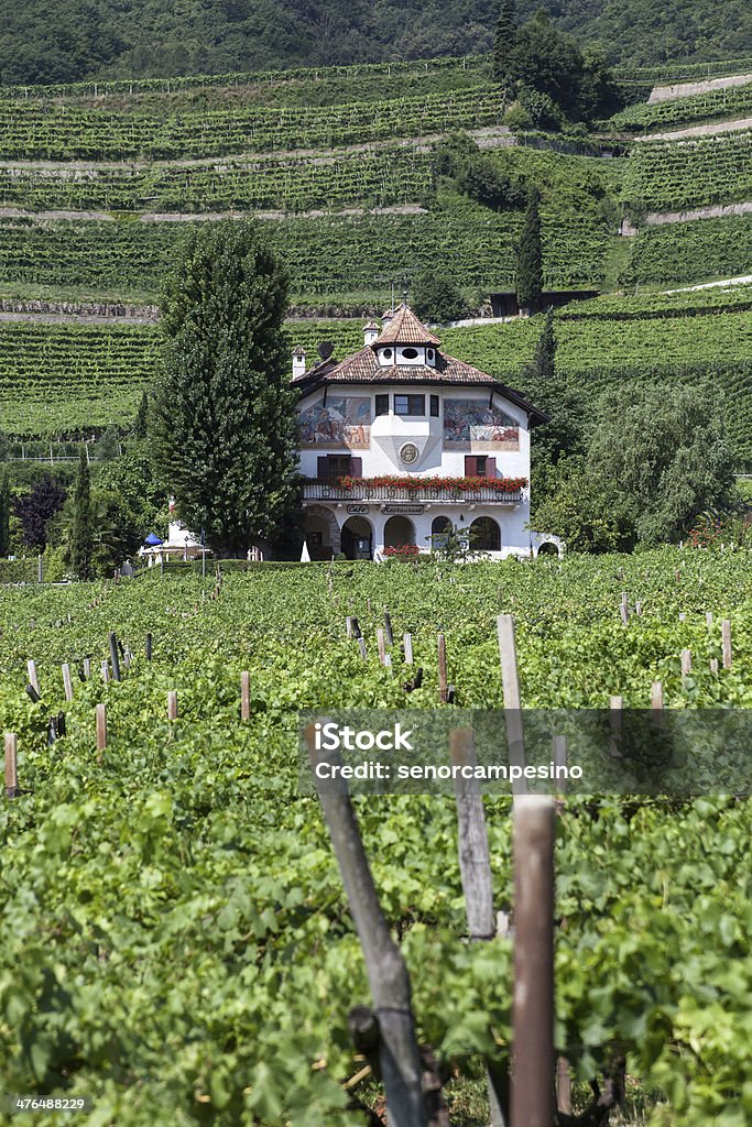 Chambre Guest house dans les vignobles - Photo de Agriculture libre de droits