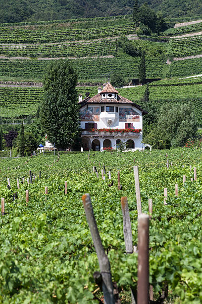 istock Guest house in the vineyards 476488229