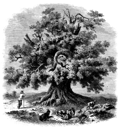 Antique illustration of giant chestnut tree