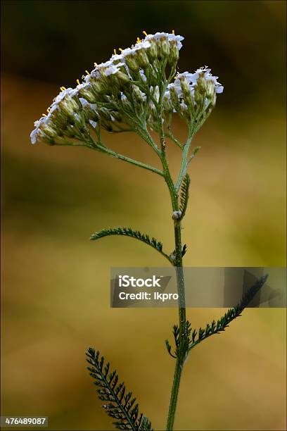 Gelbe Leguminose Caprifoliacee Viburnum Lontana Stockfoto und mehr Bilder von April - April, August, Blatt - Pflanzenbestandteile