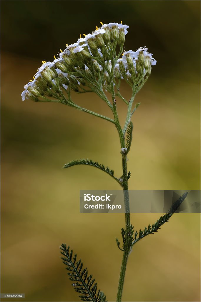 Amarillo leguminose caprifoliacee viburnum lontana - Foto de stock de Abril libre de derechos