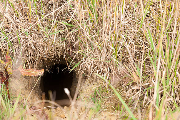 istock Entrance to Rabbit Warren 476489435