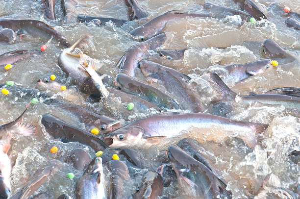 istock lot of fish on river surface 476489513
