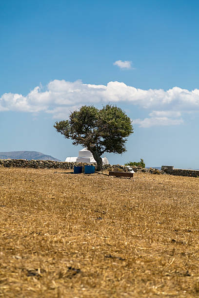 istock greek landscape with olive tree and white chapel 476489737
