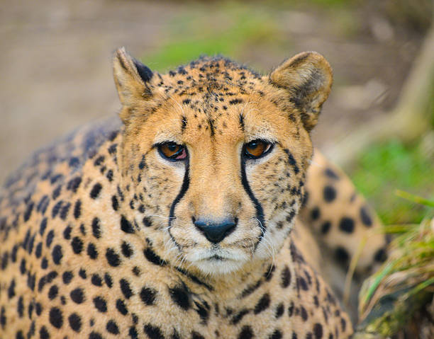 Cheetah Looking At Prey In Wildlife Stock Photo - Download Image Now -  African Cheetah, Animal, Animal Family - iStock
