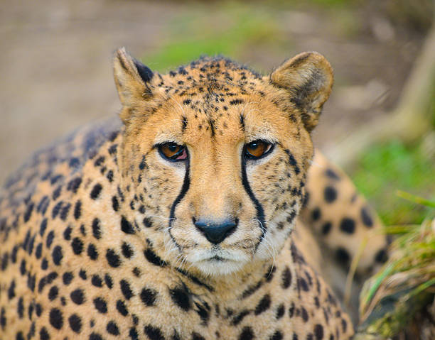 Cheetah Looking At Prey In Wildlife Stock Photo - Download Image Now - African Cheetah, Animal, Animal Family - iStock Cheetah Looking At Prey In Wildlife Stock Photo - Download Image Now - African Cheetah, Animal, Animal Family - iStock