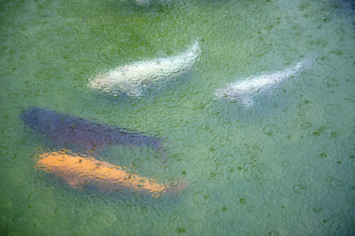 Fishes moving around in a pond on a rainy day.