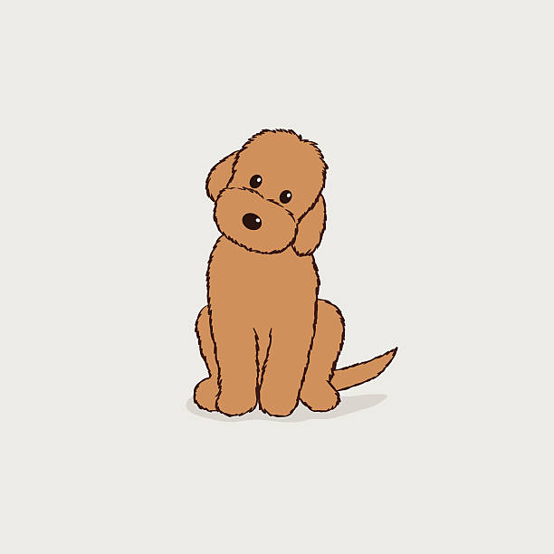 коричневый labradoodle - mixed breed dog illustrations stock illustrations