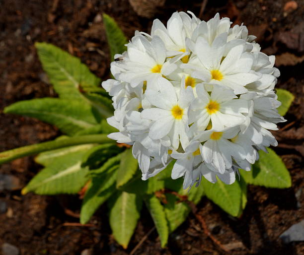 프리뮬러 denticulata 알바-fiore singolo 스톡 사진