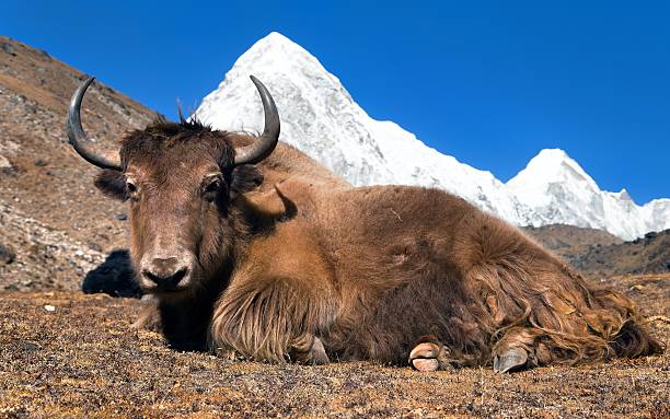 istock Yak on way to Everest base camp and Pumo ri 476490592