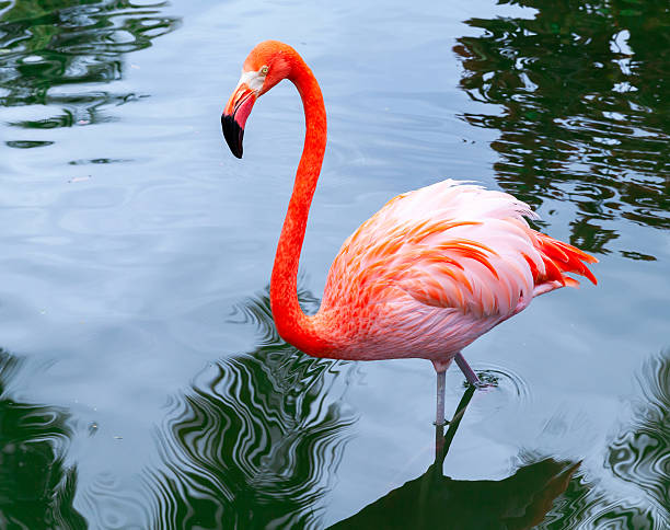 istock Pink flamingo walks in the water with reflections 476490774