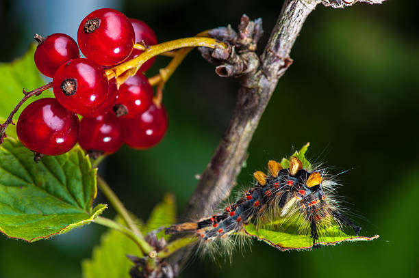 caterpillar na czerwona porzeczka branch - branch caterpillar animal hair insect zdjęcia i obrazy z banku zdjęć