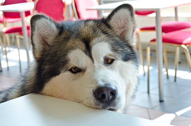 Alaskan Malamute in expectation of meal - in the cafeteria