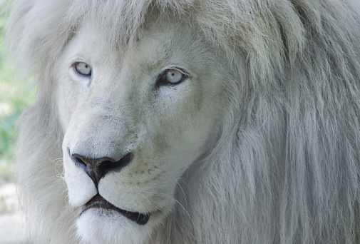 30k+ White Lion Pictures | Download Free Images on Unsplash