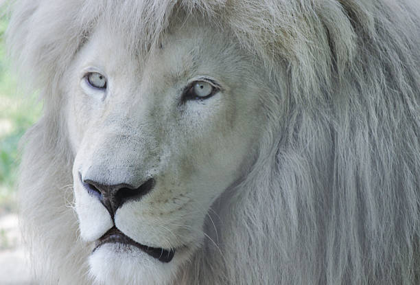 Albino Animals Stock Photos, Pictures & Royalty-Free Images - iStock
