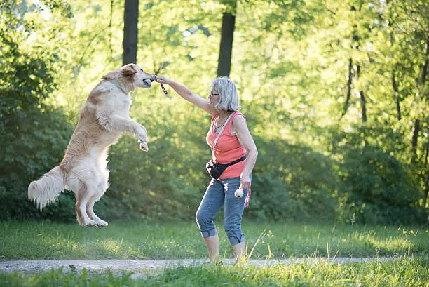 Dog jumping while playing with its owner.