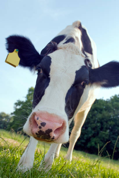 istock Cow on a green meadow 476494651