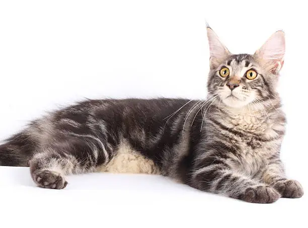 Maine-coon over white background