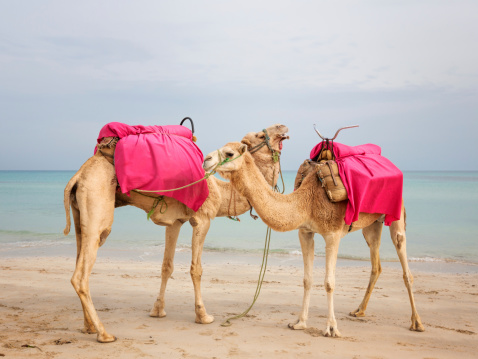 Two camels standing on the beach in Tunisia