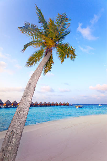 istock Palm tree over ocean in the light of  sunset sun 476498260