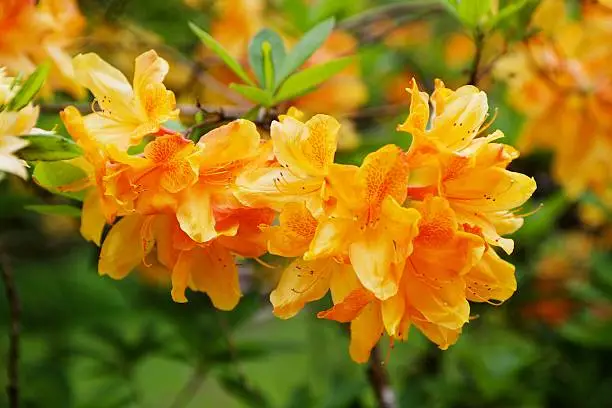 Close-up of orange flowers of rododendron