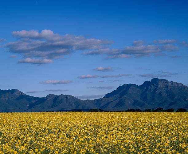 Yellow canola field growing in front of mountains. A field of Canola (rape seed) ready for harvesting. bluff knoll stock pictures, royalty-free photos & images