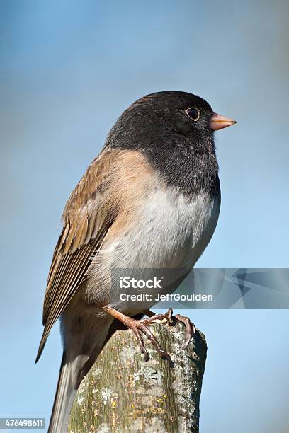 Dunkle Eyed Junco Stockfoto und mehr Bilder von Baum - Baum, Baumstumpf, Bildschärfe