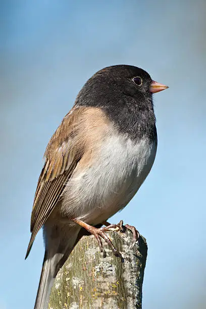 The Dark-Eyed Junco (Junco hyemalis) is the best-known of the juncos, a variety of small grayish sparrow with a dark shoulder and head. This bird is common across much of temperate North America and in summer ranges far into the Arctic. This Dark-Eyed Junco was photographed in Edgewood, Washington State, USA.