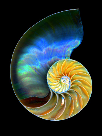 Cross Section of a Nautilus Shell