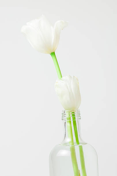 istock Two white tulips in a clear glass bottle. 476499329
