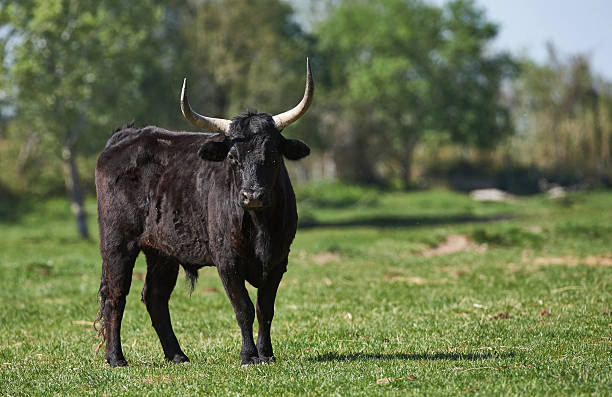 Camargue bull Camargue bull with long horns to pasture in a field toro zamora stock pictures, royalty-free photos & images