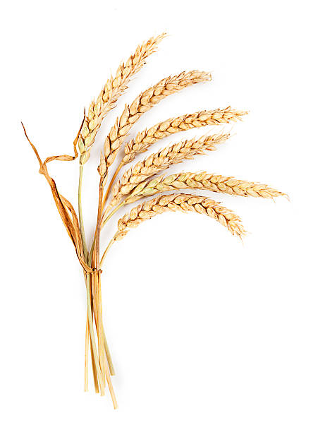 istock Ripe ears isolated on white background 476502758