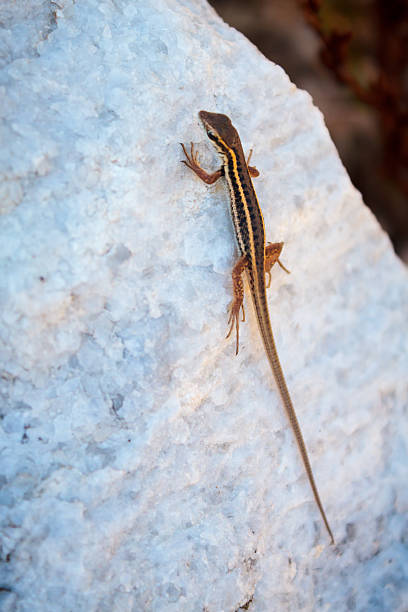 istock Lizard sunbathing on a rock on the island of Thassos. 476502992