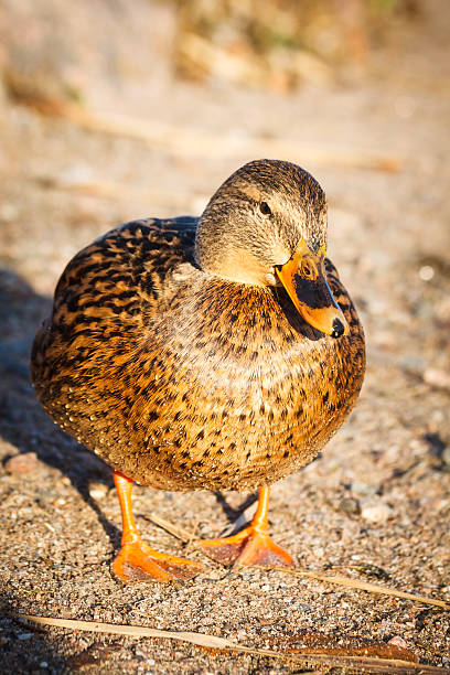istock Duck walk on the beach in the park Helsinki. 476503038