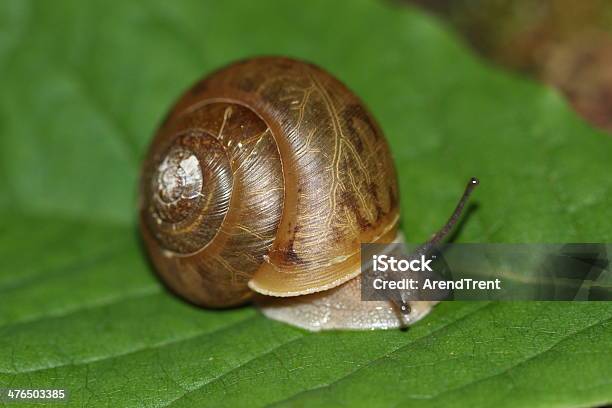 Gran Planeta Caracol Foto de stock y más banco de imágenes de Caracol - Caracol, Detalle de primer plano, Esfera