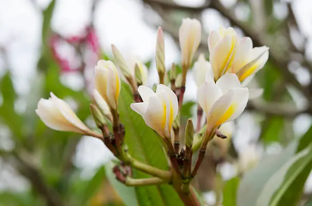 Macro Beautiful white flower in thailand, Lan thom flower,Frangipani,Champa