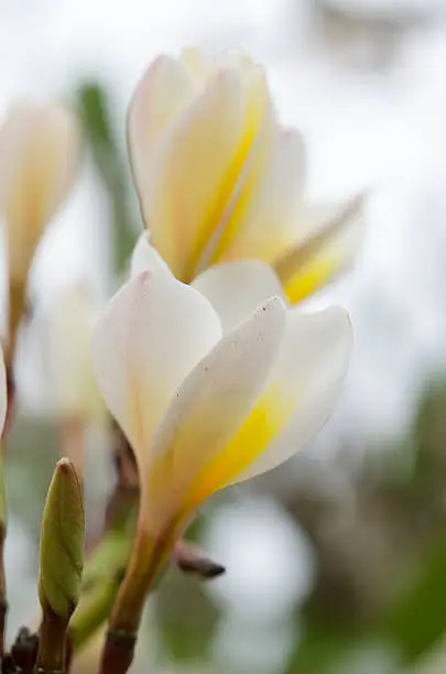 Macro Beautiful white flower in thailand, Lan thom flower,Frangipani,Champa