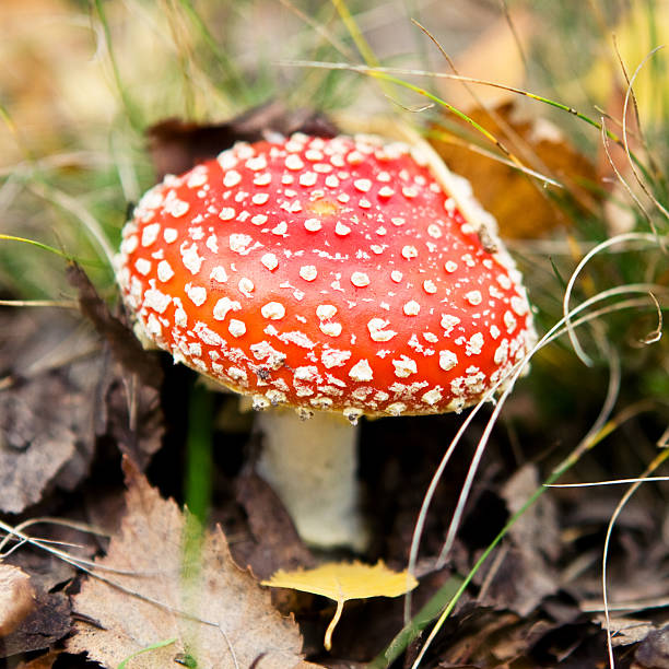 istock Poisonous mushroom in the autumn forest 476505204