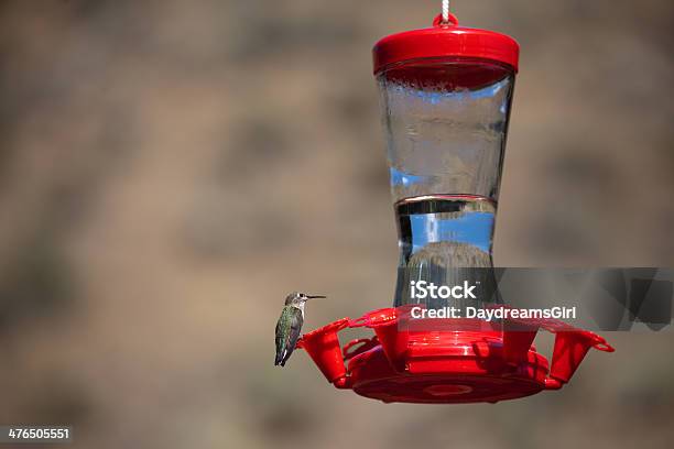 Photo libre de droit de Colibri À Red Mangeoire À Oiseaux banque d'images et plus d'images libres de droit de Aile d'animal - Aile d'animal, Beauté de la nature, Bec