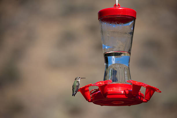 istock Hummingbird at Red Bird Feeder 476505551