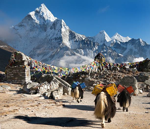 Ama Dablam with caravan of yaks and prayer flags