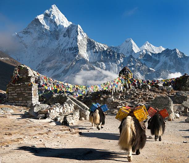 Ama Dablam with caravan of yaks and prayer flags Ama Dablam with caravan of yaks and prayer flags - way to Mount Everest base camp - Sagarmatha national park - Nepal tibet stock pictures, royalty-free photos & images